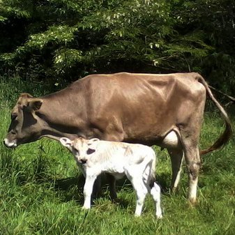 Profile Picture of Kim Mower (@99Browncows) on Twitter