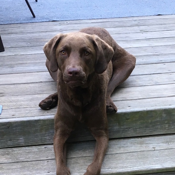 Profile Picture of David George (@myhounddawg) on Poshmark