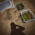 Profile Picture of Lucas Bruchez (@magicgardench) on Instagram