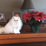 Profile Picture of Lacey Westbrook (@westbrook.lacey) on Instagram