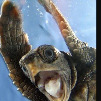 Profile Picture of Shawn Peterkin (@shawn_peterkin) on Twitter