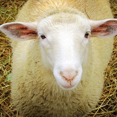 Profile Picture of Anthony Carlile (@Anthony_Carlile) on Twitter