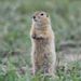 Profile Picture of Kevin Puma (@kapuma2730) on Pinterest