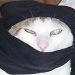 Profile Picture of PÖsterreicher (@patosterr) on Instagram