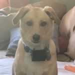 Profile Picture of Kevin Kovacs (@kevin_kovacz) on Instagram