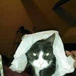 Profile Picture of Steve Grimaldi (@stevegrimaldi39) on Instagram