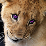 Profile Picture of Daniel Garcia (@lion garcia) on Flickr