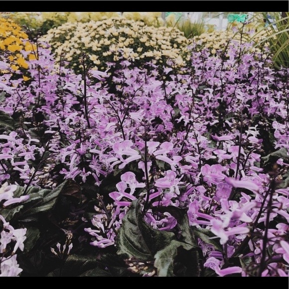 Profile Picture of Angelina Ilchishin (@ang_ilc03) on Poshmark