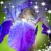 Profile Picture of Donna Kohl (Sunshine) (@donna.kohl.16) on Facebook