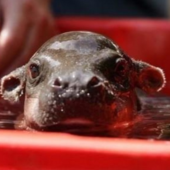 Profile Picture of Cory Vargas (@coryvargas) on Poshmark