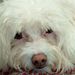 Profile Picture of Rita DeVore (@ritadevore) on Pinterest