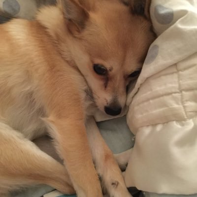 Profile Picture of Suzanne Richards (@ScoutGirl1205) on Twitter