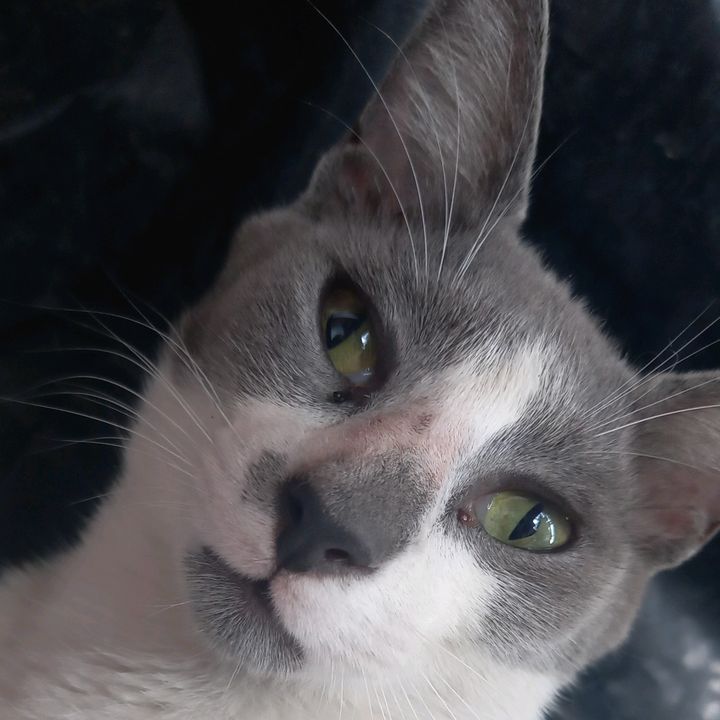 Profile Picture of Peter (@peter_cochino) on Tiktok