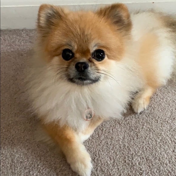 Profile Picture of Stephanie Fulton (@mastiff24) on Poshmark