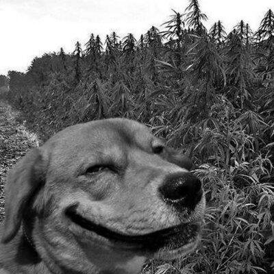 Profile Picture of David Ebner (@ebner_david) on Twitter