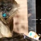 Kim Schollenberger - Pinterest Profile Picture of Kim Schollenberger (@kimscholl86) on Pinterest