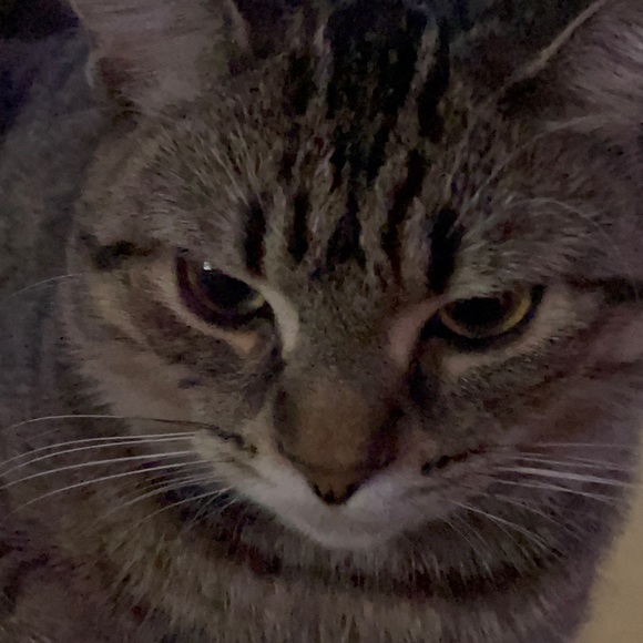 Profile Picture of Trí Vu (@ttv12612) on Poshmark