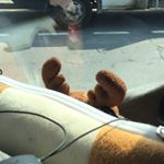 Profile Picture of Roger Pascal🦌 (@roger.pascal.le.sang) on Instagram