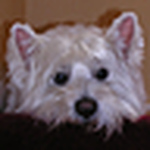 Profile Picture of Mark Mullins (@oliverhouse99) on Flickr