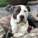 Profile Picture of NorCal Bully Breed Rescue (@norcalbullybreedrescue) on Instagram