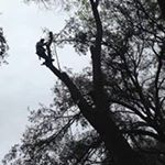 Profile Picture of Wesley Charles Casey Jr. (@tree_climber_chuck) on Instagram
