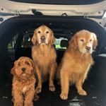 Profile Picture of bob&harry&baxter (@bobandharryandbaxter) on Instagram