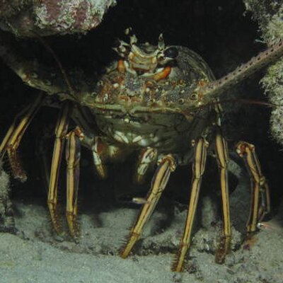 Profile Picture of James Eberts (@Forboars) on Twitter