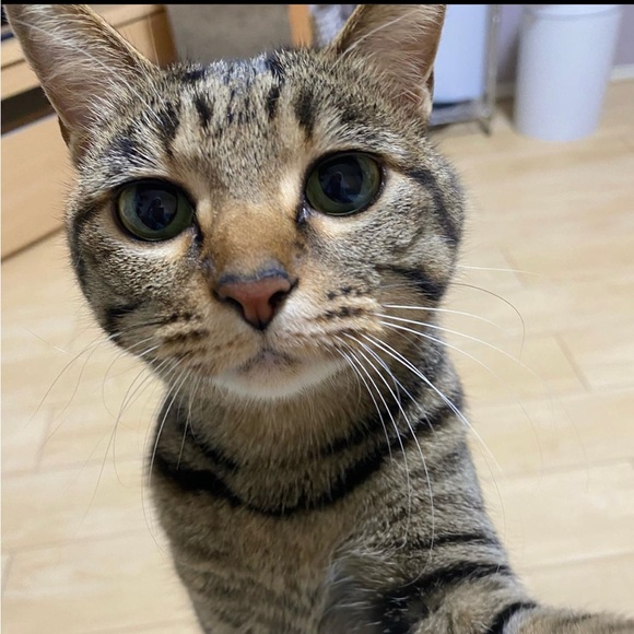 Profile Picture of Brandon Pedrozo (@disco401) on Poshmark