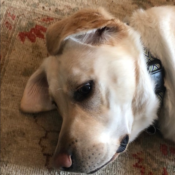 Profile Picture of Tracey Moraczewski (@tmorac2) on Poshmark