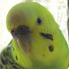 Profile Photo of Grinningbudgie (@Grinningbudgie) on Flickr