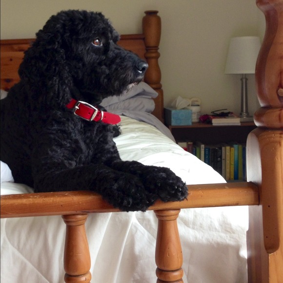 Profile Picture of Ann Breitner (@abreitner) on Poshmark