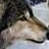 Profile Picture of Shannon Cramer (@THE Yardgnome) on Flickr