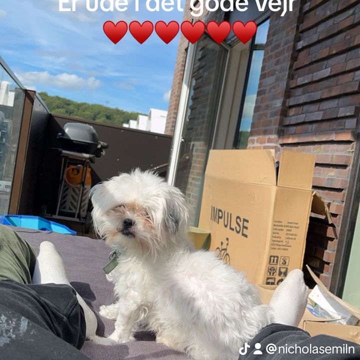 Profile Picture of Nicholas Nielsen (@nicholasemiln) on Tiktok