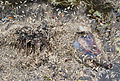Profile Picture of Maggoton Wikipedia