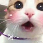 Profile Picture of AmberDing (@amberding3) on Instagram