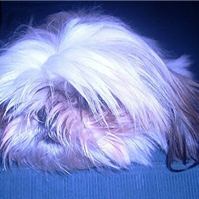 Profile Picture of Alison Thompson (@ShihTzuCrazycom) on Twitter