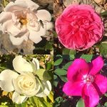 Profile Picture of Eric Scofield (@ericscofield2017) on Instagram