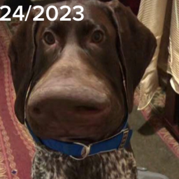 Profile Picture of Daniela Blanco (@danielablanc545) on Poshmark