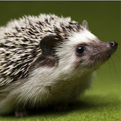 Profile Picture of Jason Chong (@jasonchong15) on Youtube