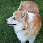 Profile Picture of Eddie Barnes (@eddiethecorgi) on Instagram