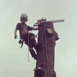 Profile Picture of SDR Arborists Ltd Reading (@stephenrichards87) on Instagram