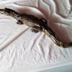 Profile Picture of Shelly Poston (@shelly.poston.71) on Facebook