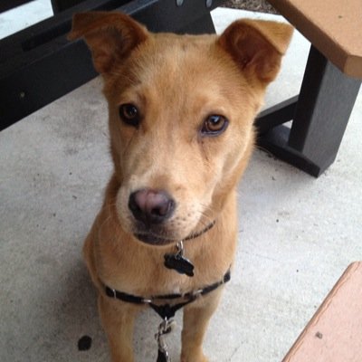 Profile Picture of Joe DiMarco (@josepi705) on Twitter