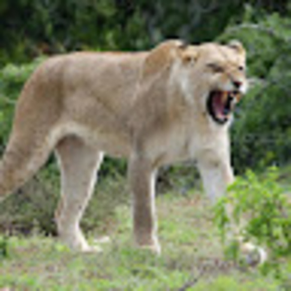 Profile Picture of Lioness Huntress (@huntresslioness) on Poshmark