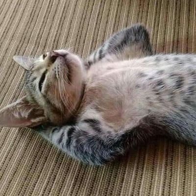 Profile Picture of Leah Diamond (@LeahDiamond2) on Twitter