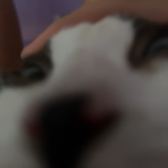 Profile Picture of Daniella Linnik (@daniellalinnik0) on Poshmark