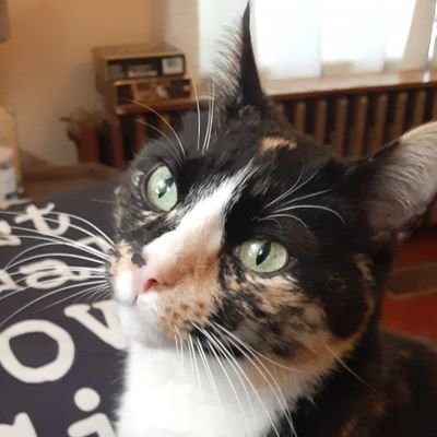 Profile Picture of Kate Sands (@Dizzinax) on Twitter