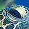 Profile Picture of Peter Fish (@Fish Peter) on Flickr