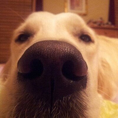 Profile Picture of Chad Wiese (@Chad_Wiese) on Twitter