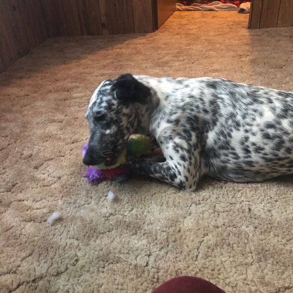 Profile Picture of Carter Harris (@harriscj1356) on Poshmark